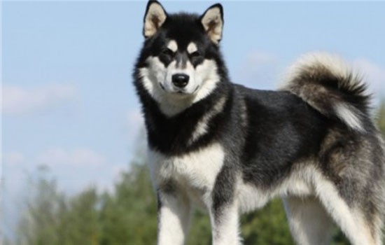 阿拉斯加雪橇犬多少钱 阿拉斯加要多少钱