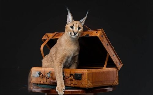 如何训练埃及猫不乱抓家具 埃及猫抓家具制止办法