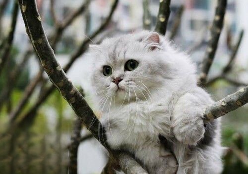 金吉拉猫幼猫用什么奶粉喂养