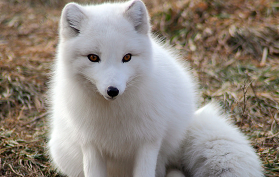北极狐能养吗 在中国能不能养北极狐