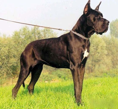 正常训练的中型的扭玻利顿犬