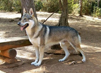 正常相处的正常训练的捷克狼犬
