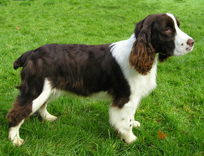 一般粘人的中型的英国史宾格犬