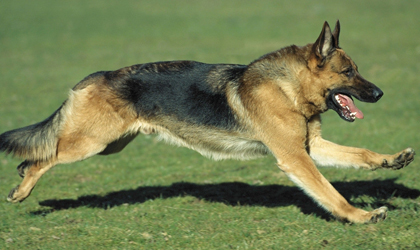 正常训练的大型的德国牧羊犬