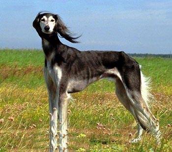 大型的长毛的萨路基猎犬