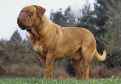 正常训练的大型的波尔多犬