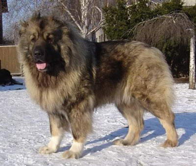 大型的长毛的高加索犬