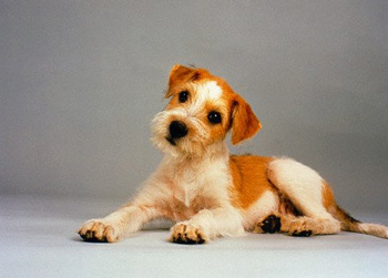 非常粘人的中型的迷你贝吉格里芬凡丁犬