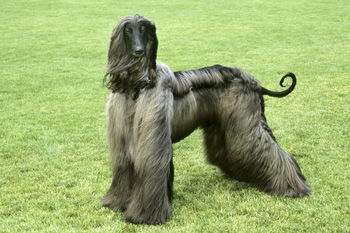 正常相处的大型的阿富汗猎犬