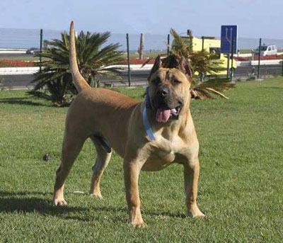 正常训练的大型的加纳利犬