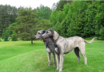 正常掉毛的大型的爱尔兰猎狼犬