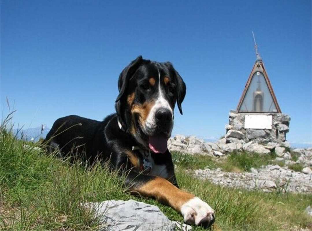 一般粘人的短毛的大瑞士山地犬