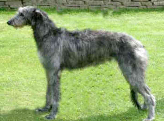 大型的短毛的苏格兰猎鹿犬