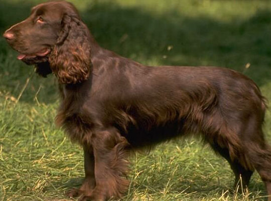 一般粘人的短毛的美国水猎犬