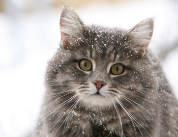 一般吵闹的西伯利亚森林猫
