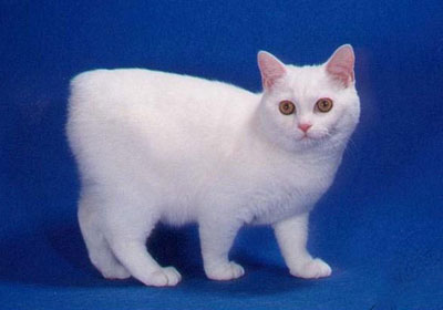 一般粘人的中型的威尔斯猫