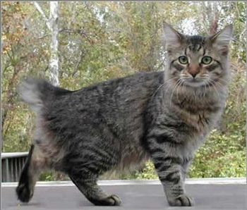 非常粘人的中型的美国短尾猫