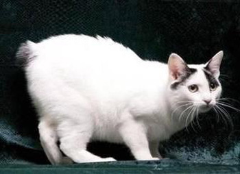 相当掉毛的正常掉口水的日本短尾猫