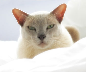 一般粘人的中型的欧洲缅甸猫