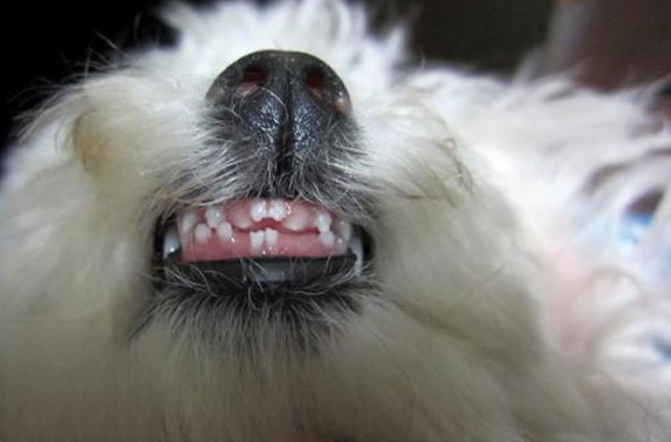 狗狗会换牙吗