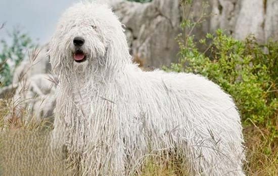 白色卷毛狗是什么品种的狗