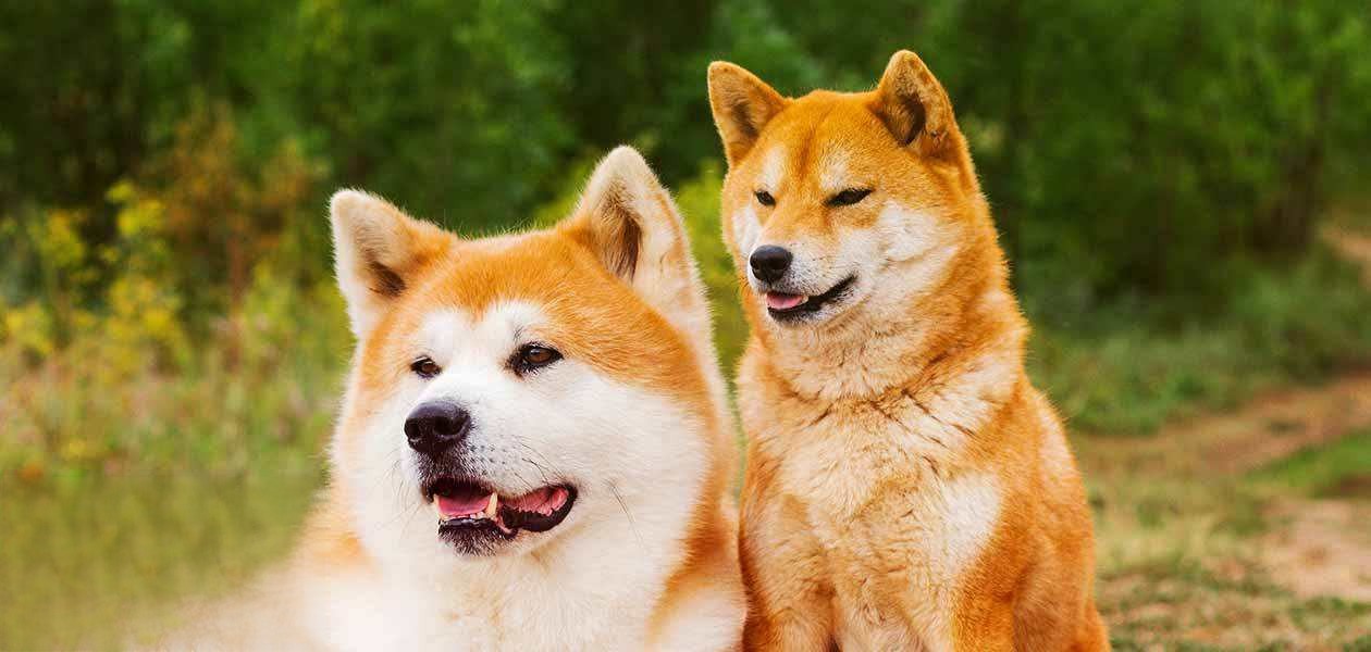 日本土狗是柴犬还是秋田