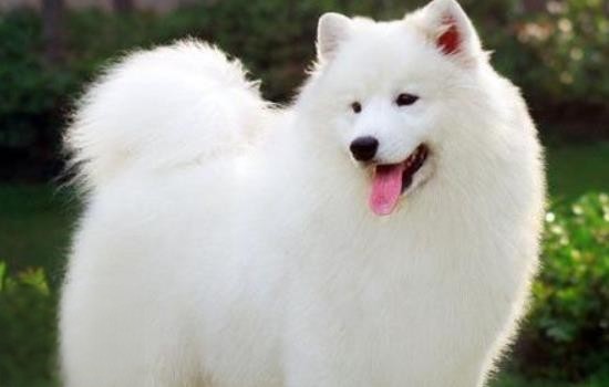 白色犬种类