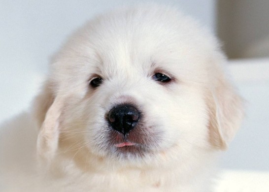 大白熊犬的价格是多少 一般需要1000-3000元一只