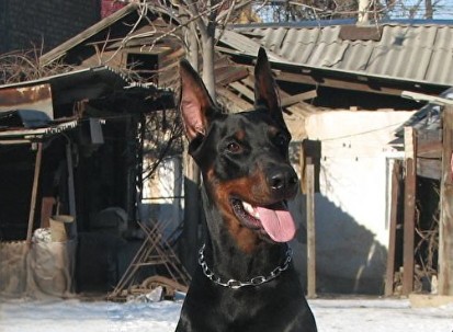 德国杜宾犬价格多少 德国杜宾犬价格1000～5500元