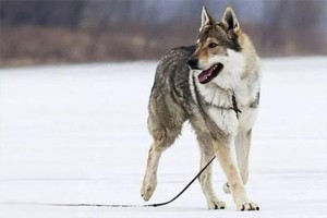 捷克狼犬在中国哪些地方禁养
