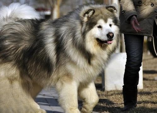 阿拉斯加狼版熊版区别 你了解阿拉斯加雪橇犬吗？
