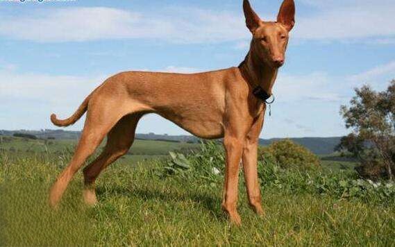 已存在至少五千年的古老犬种—法老王猎犬已存在至少五千年的古老犬种—法老王猎犬