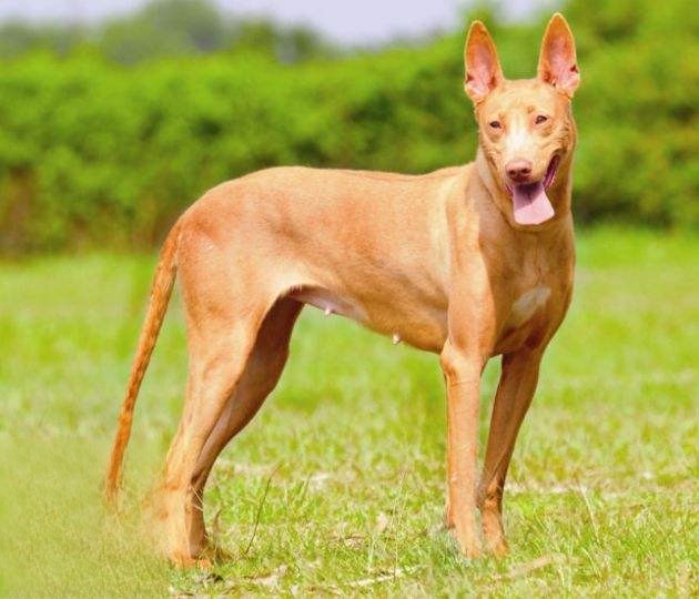 已存在至少五千年的古老犬种—法老王猎犬已存在至少五千年的古老犬种—法老王猎犬