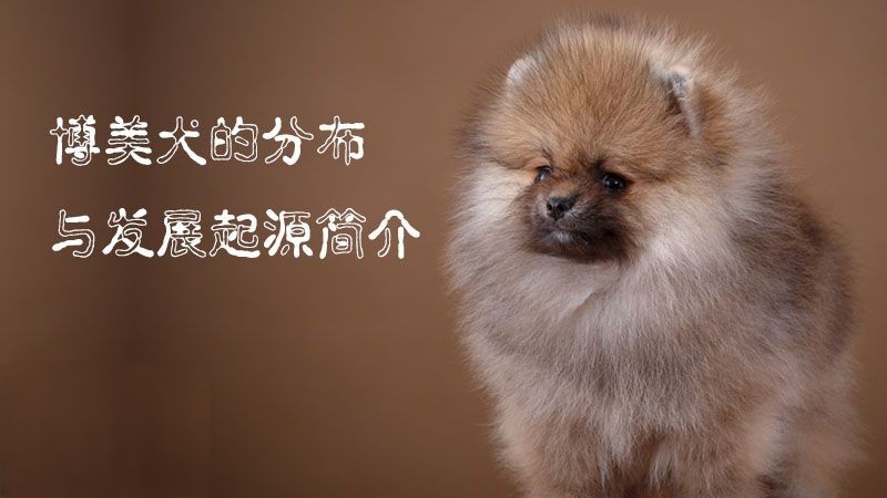 博美犬的分布与发展起源简介_小可爱宠物网
