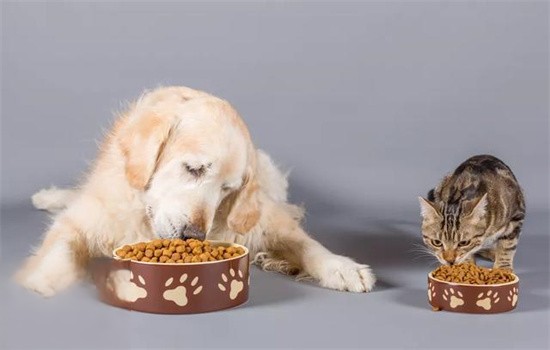 可以给狗吃猫粮吗