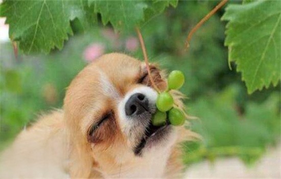 狗吃葡萄中毒原因