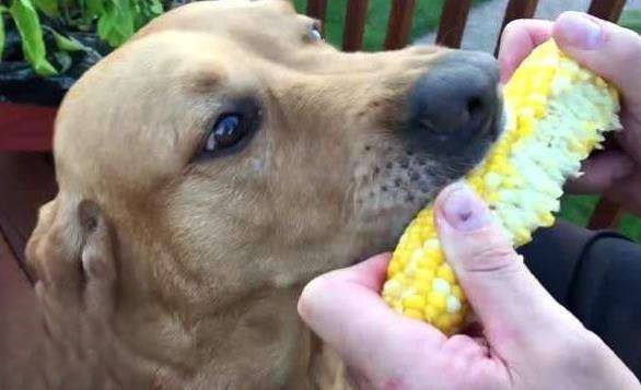 狗狗可以吃玉米吗熟的