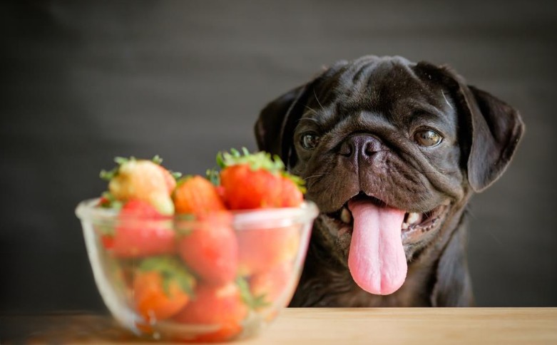 狗能一次吃几颗草莓