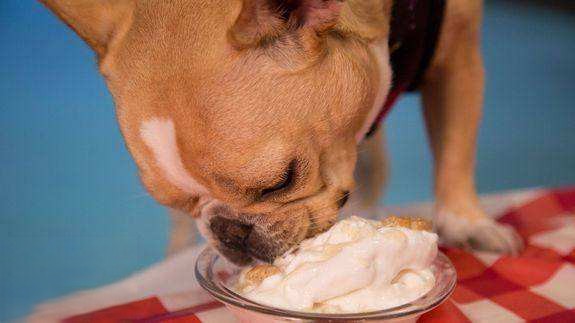 狗狗吃多少奶油会死