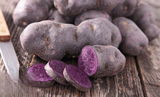 狗狗能吃紫薯吗