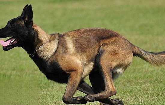 狗最快可以跑几分钟几千米