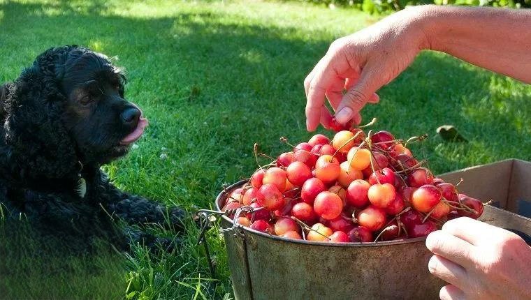 狗狗能吃姑娘果吗