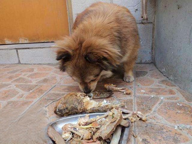 狗吃了鱼刺多久能消化掉