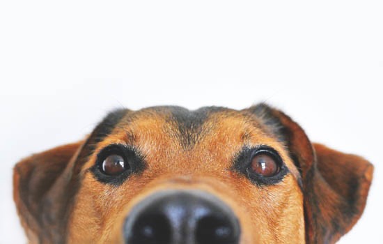 狗狗用鼻子拱食物是什么意思