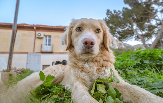 狗狗能吃葡萄吗