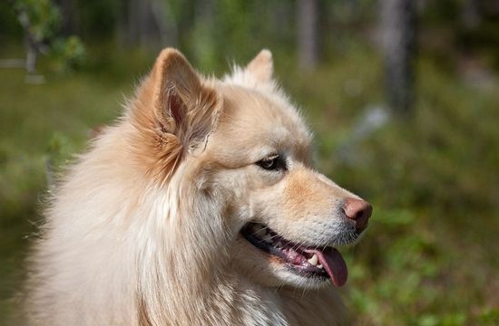 芬兰拉普猎犬毛发怎么梳理 芬兰拉普猎犬美容介绍
