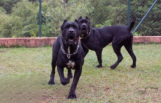巴西非勒犬怎么养 巴西非勒犬饲养心得分享1