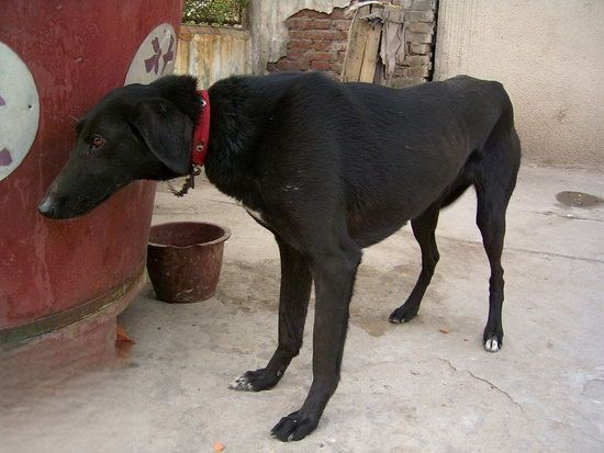 细犬幼犬怎么养 刚带回家两三个月的中国细犬照顾方法1