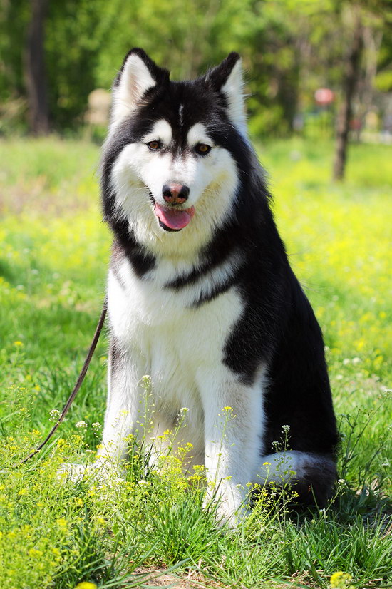 阿拉斯加犬怎么养 阿拉斯加雪橇犬养殖方法0
