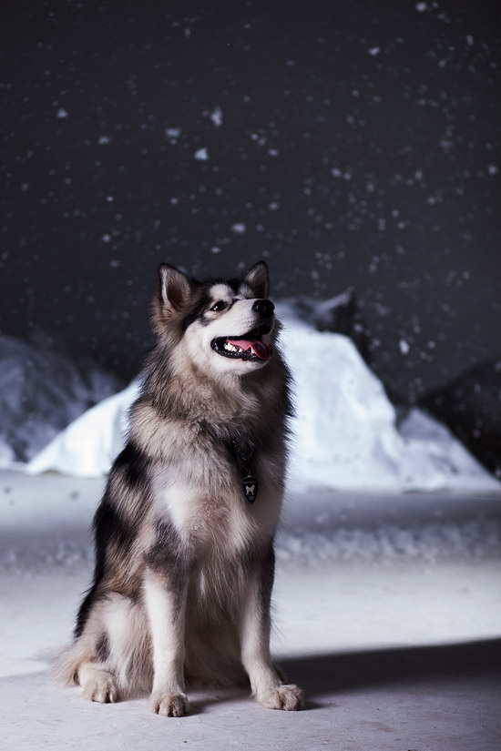 阿拉斯加犬怎么养 阿拉斯加雪橇犬养殖方法
